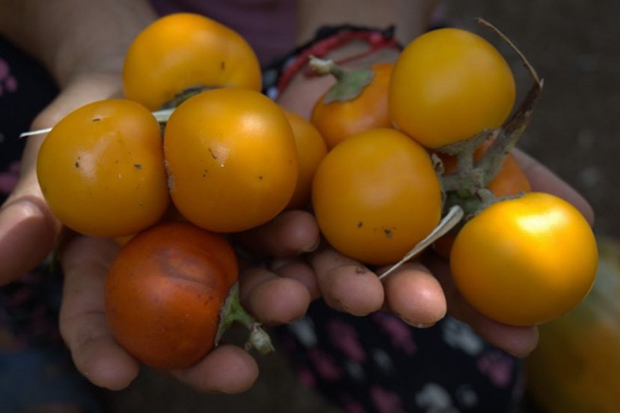 "Cultiva Progreso" celebra el Día de la Agricultura, trabajando con más de 500 agricultores de la Costa, Sierra y Oriente del Ecuador "Cultiva Progreso" celebra el Día de la Agricultura, trabajando con más de 500 agricultores de la Costa, Sierra y Oriente del Ecuador
